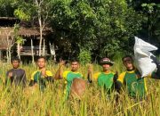 Satgas Pamtas Yonarmed 11 Kostrad dan Warga Desa Duyan Panen Padi Gunung Bersama