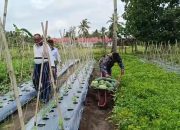 Pangkalan TNI AL Bandung Laksanakan Panen Parsial Semangka Program Ketahanan Pangan