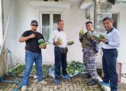 Pangkalan TNI AL Bandung Laksanakan Panen Parsial Semangka Program Ketahanan Pangan