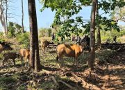 Prajurit Perbatasan Gagalkan Penyelundupan Sapi, Amankan Aset Warga Indonesia